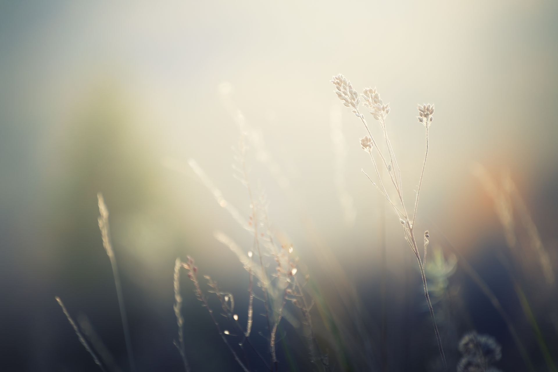 Des oiseaux survolent un ciel de coucher de soleil aux couleurs chatoyantes, mêlant bleu, rose et orange.