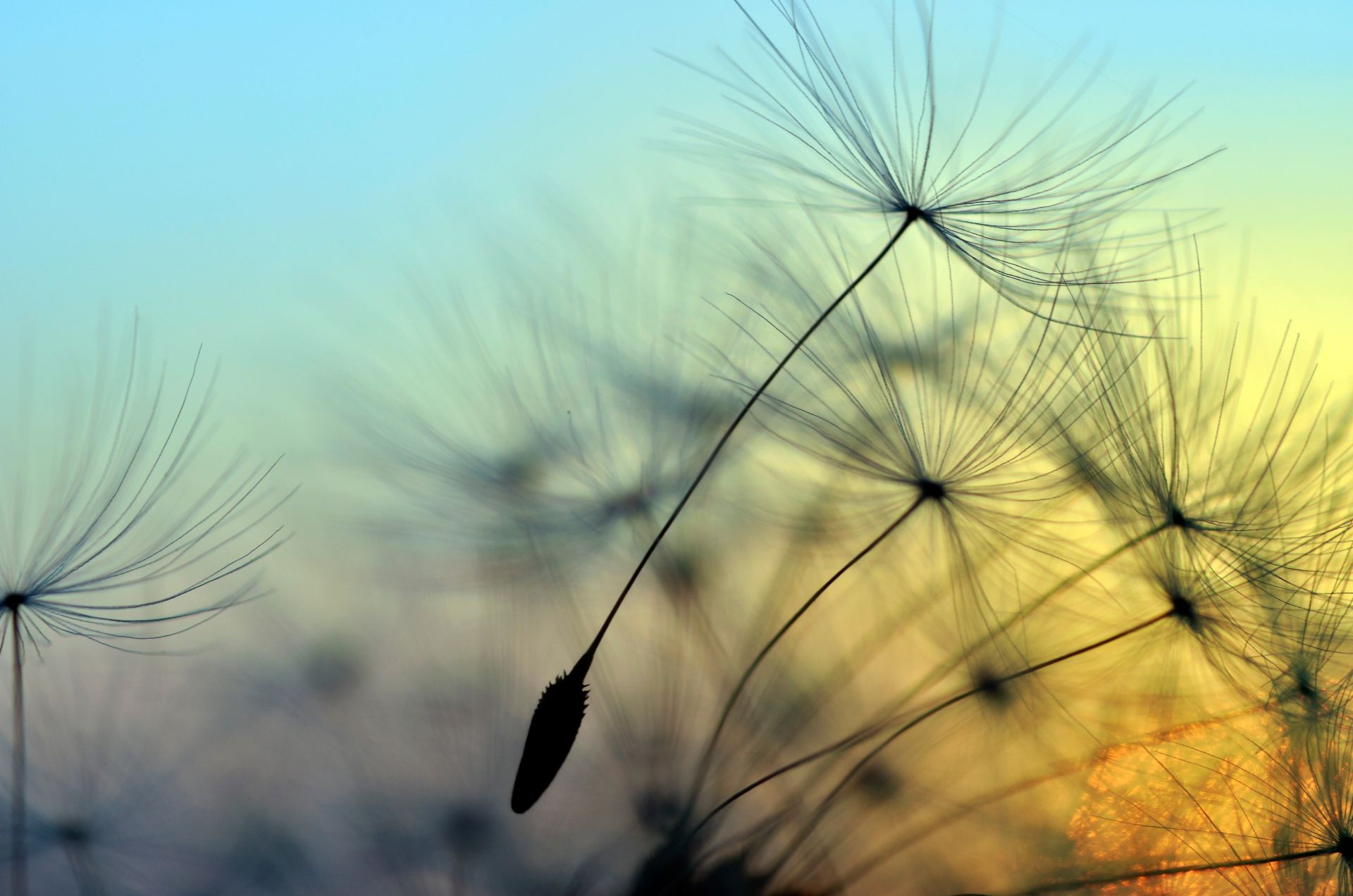 Des capitules de pissenlit aux poils délicats et rayonnants se découpent sur un ciel aux nuances de bleu et d'or.