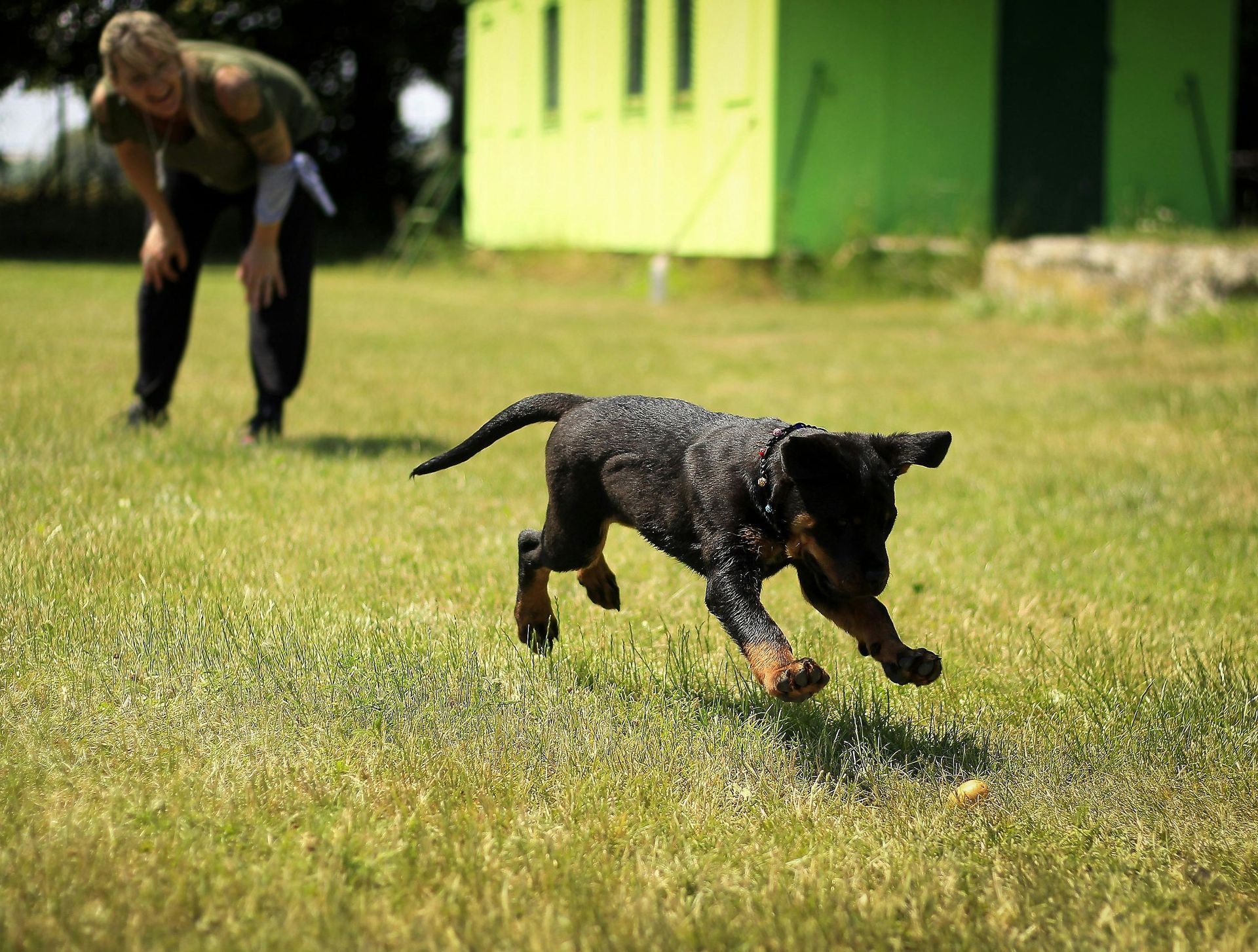 Um cachorro corre na grama em direção a uma pessoa de calças pretas. Prédio verde ao fundo.