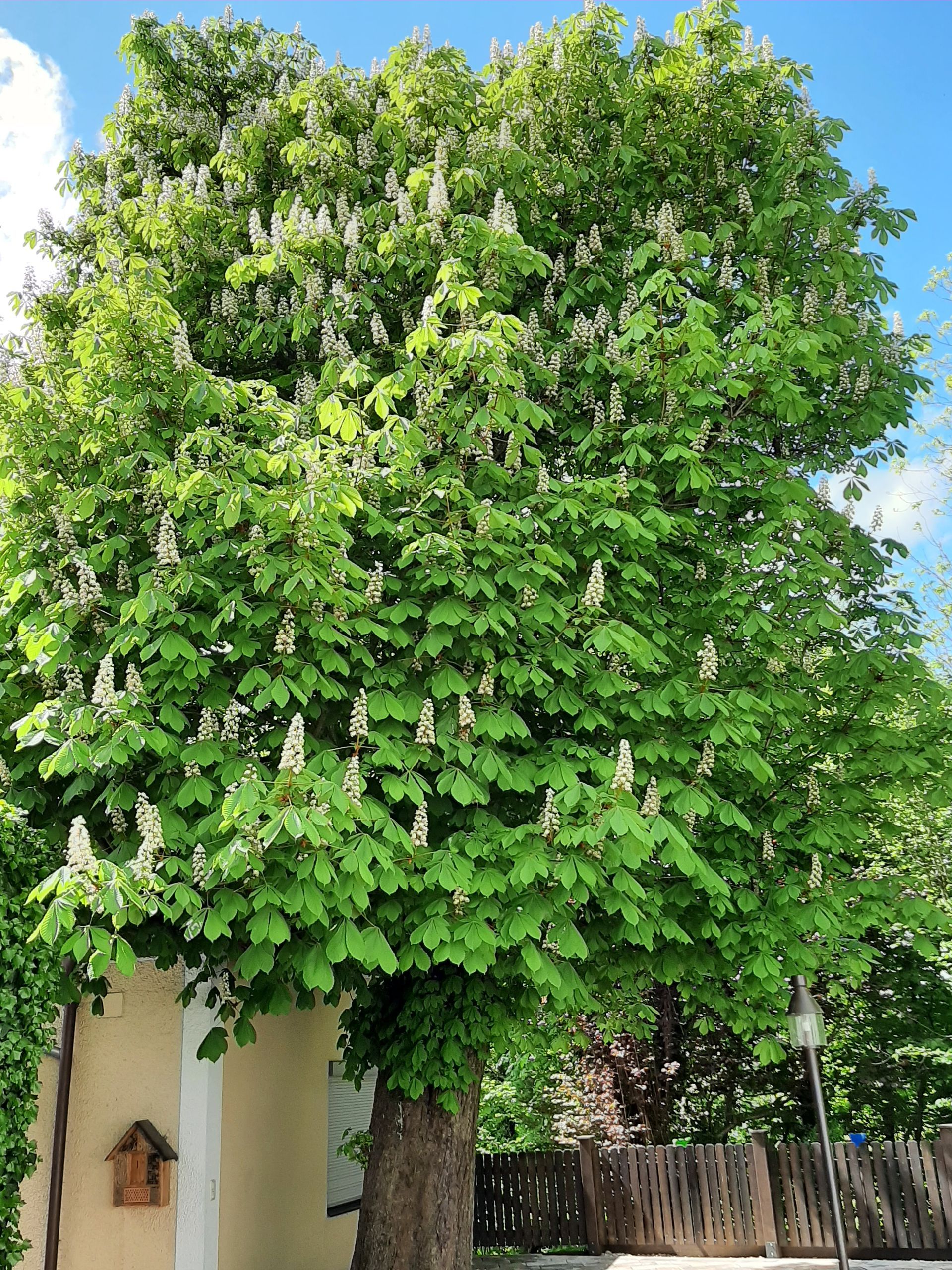 Biergarten mit großem Baum
