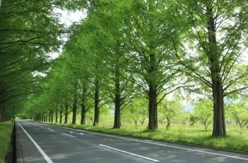 Eine Baumreihe am Straßenrand.
