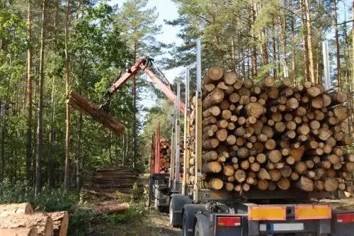 Ein Lastwagen transportiert Baumstämme in einem Wald.