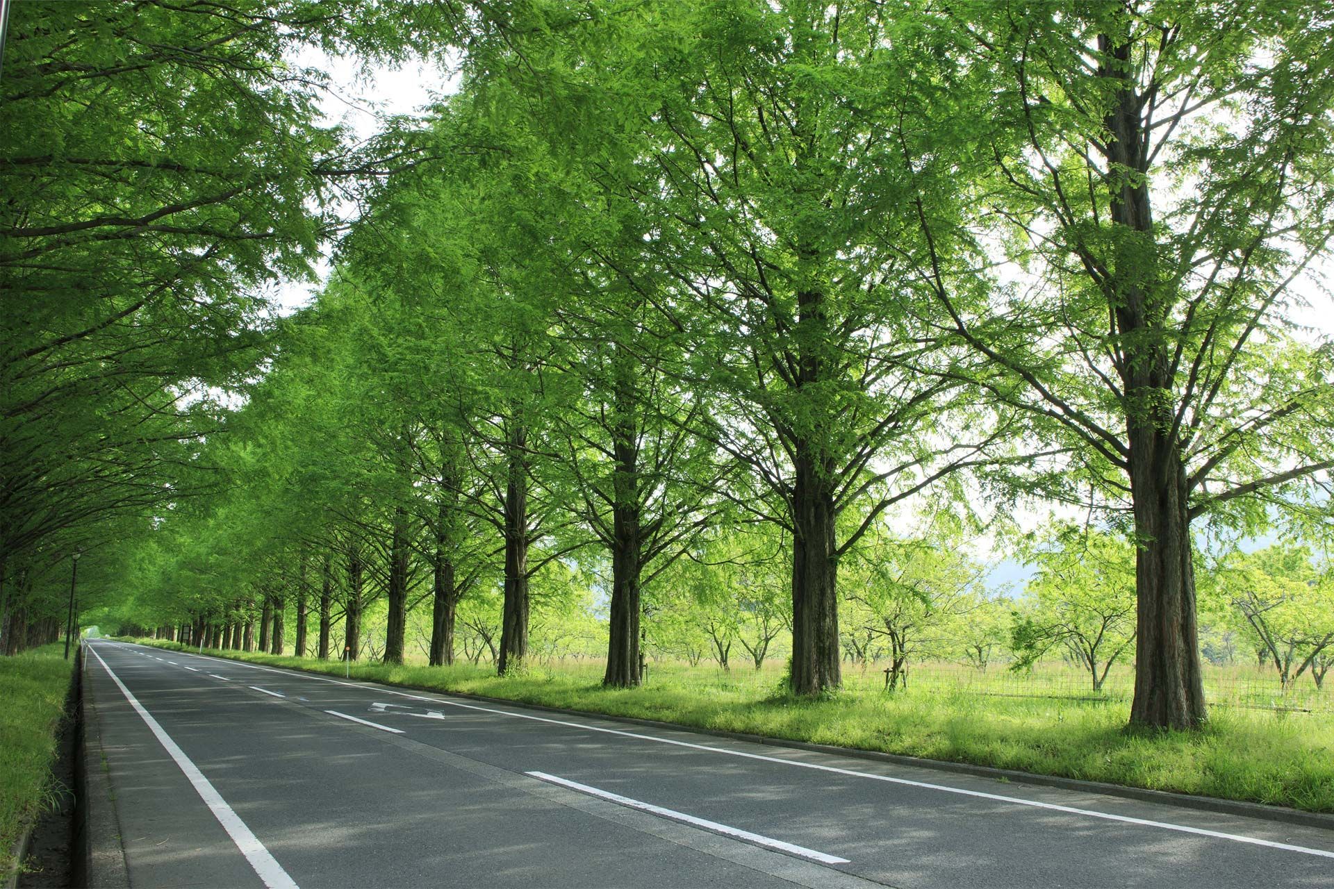 Eine Baumreihe am Straßenrand.