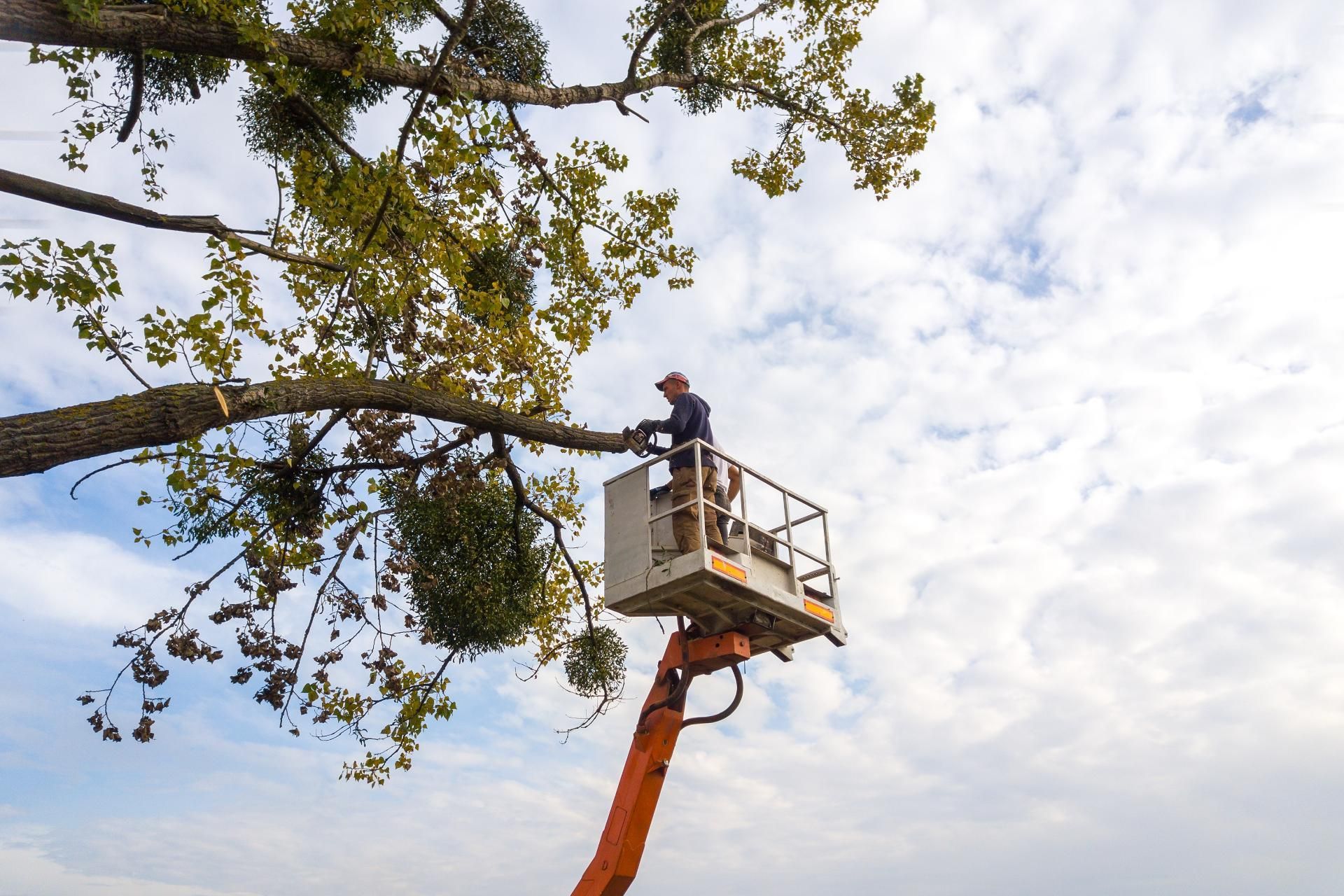 Ein Mann fällt mit einer Kettensäge einen Baum.