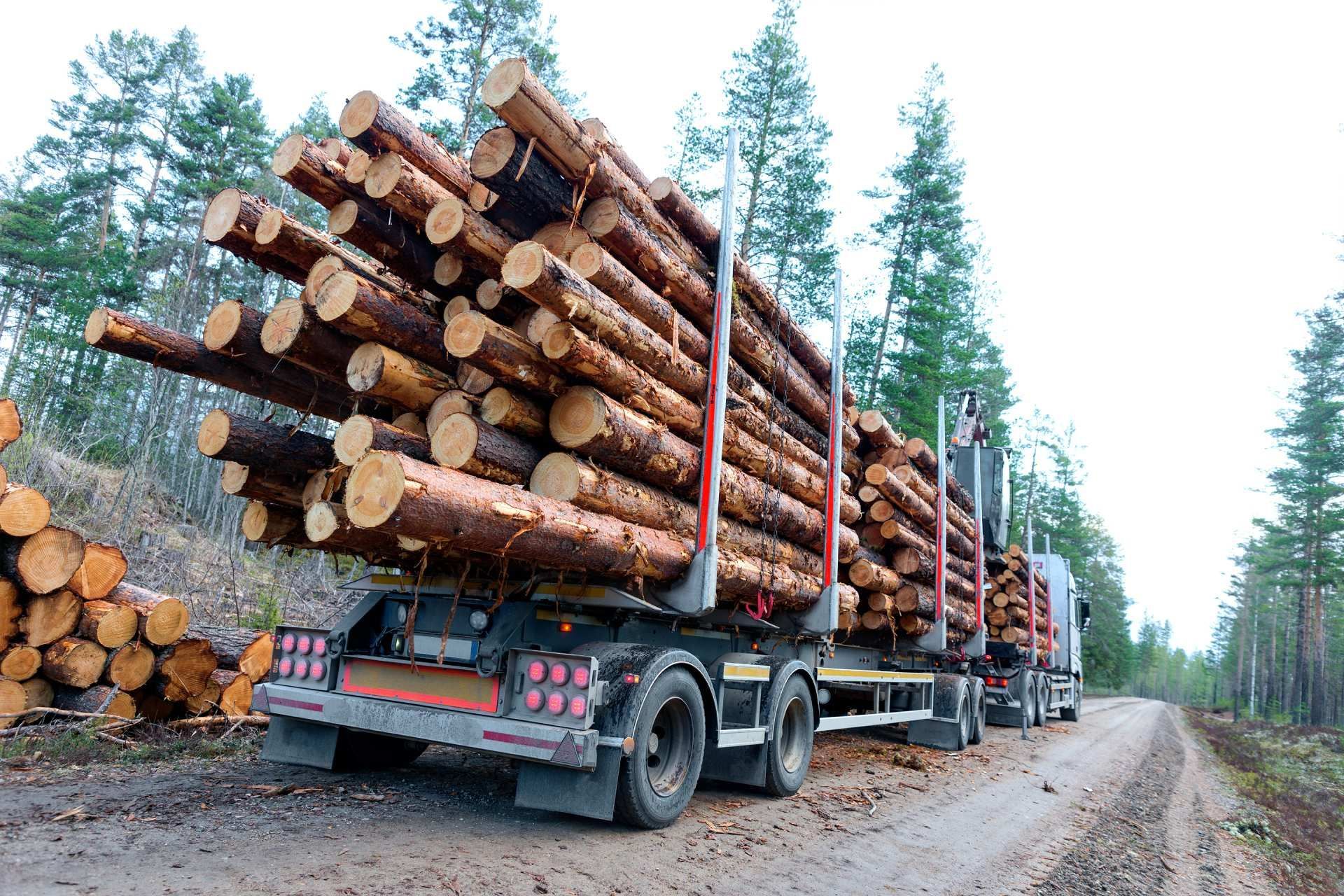 Ein Lastwagen transportiert Baumstämme auf einer unbefestigten Straße.