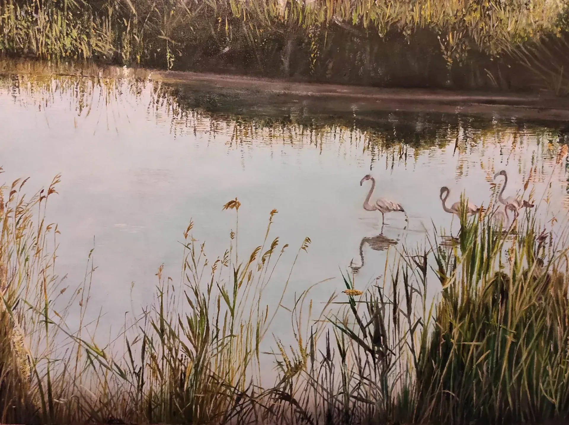 Un grupo de flamencos está nadando en un lago rodeado de hierba alta.