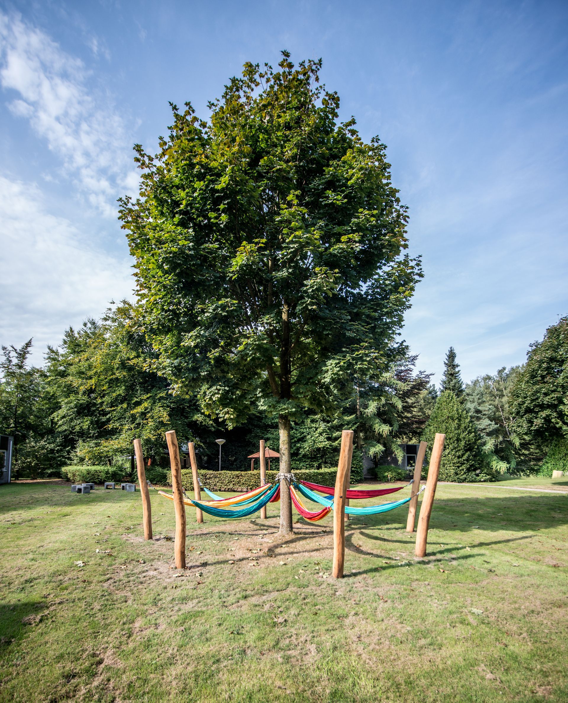 Hangmatten gespannen tussen houten palen onder een grote boom in een grasveld, met een blauwe hemel erboven.