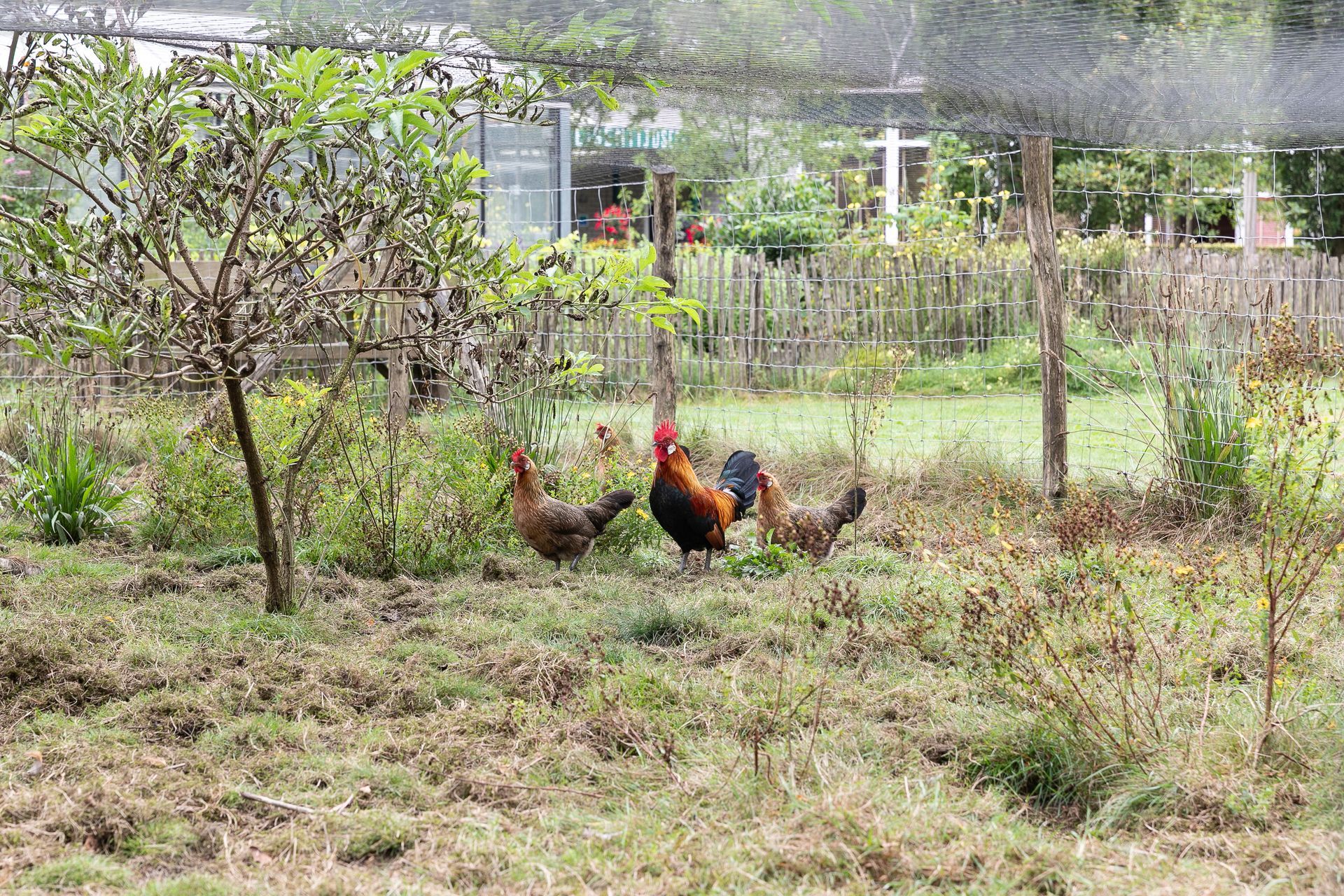 Kippen en een haan in een grasveld, onder een net. Op de achtergrond zijn een hek en bomen te zien.