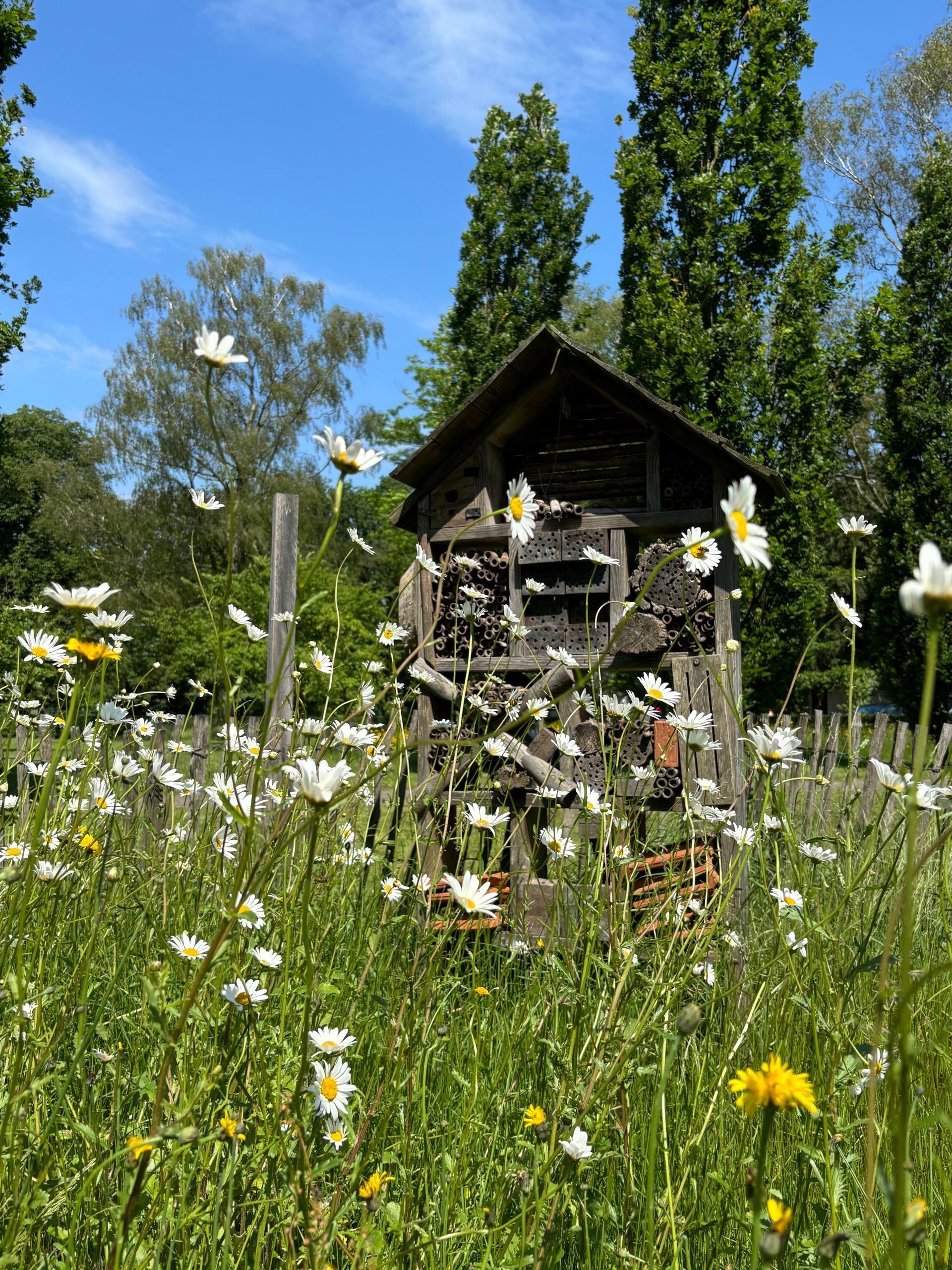 Houten insectenhotel in een weide vol madeliefjes onder een zonnige blauwe hemel.