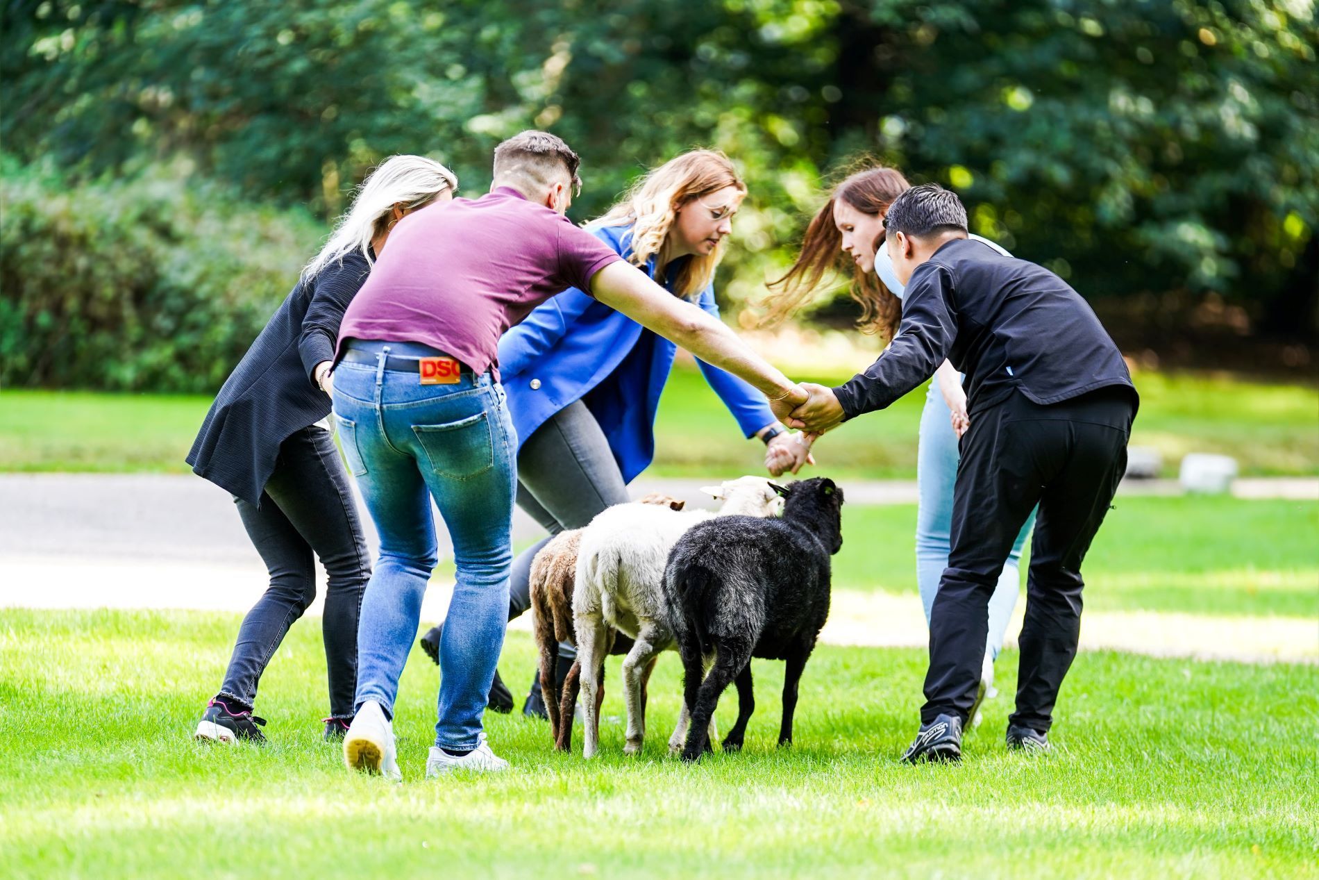 Teambuilding Schapendrijven