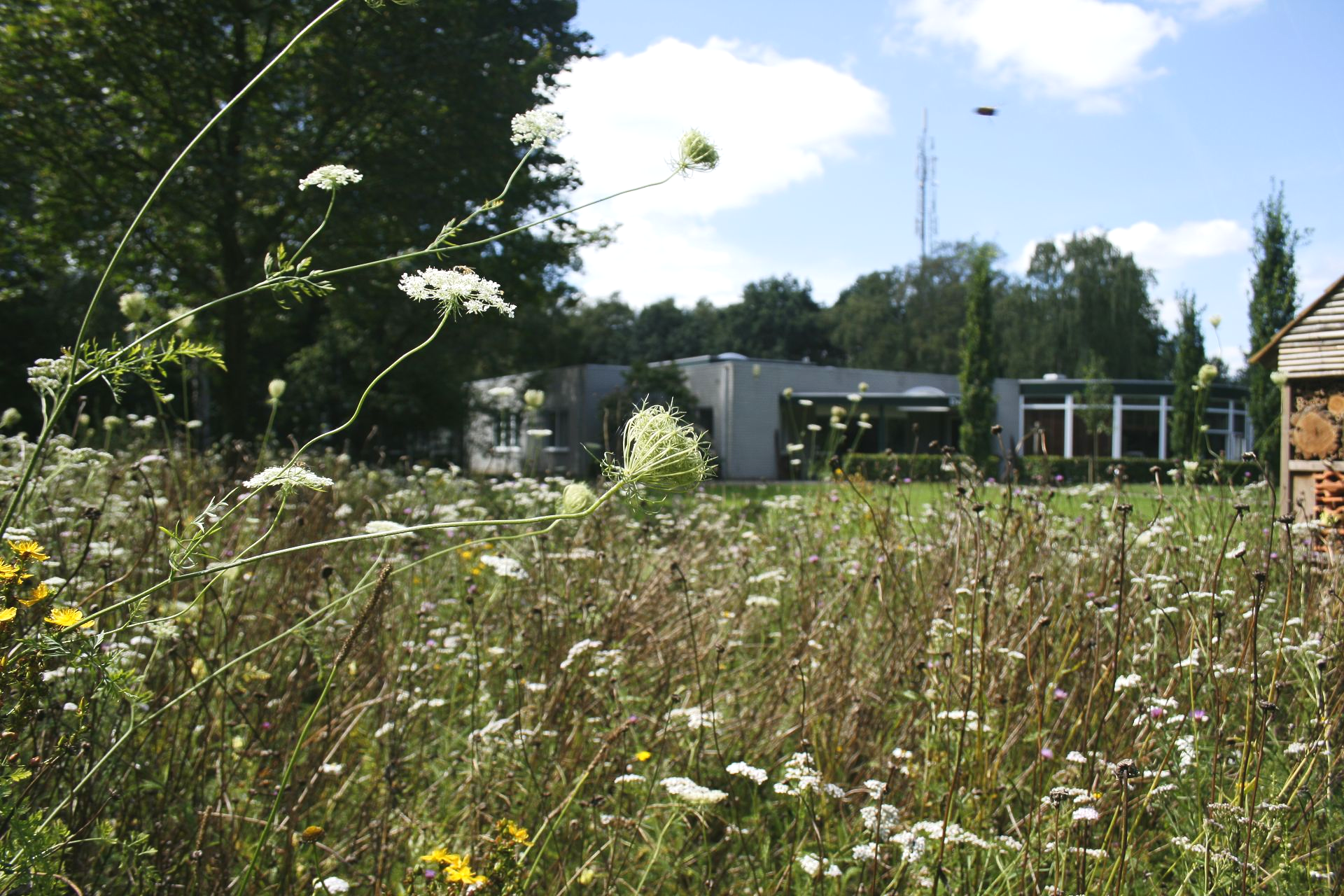 Een veld vol wilde bloemen voor een modern gebouw met bomen op de achtergrond, onder een blauwe hemel.