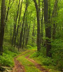 Un des endroits les plus propices à l'oxygénation, à la régénération...la forêt