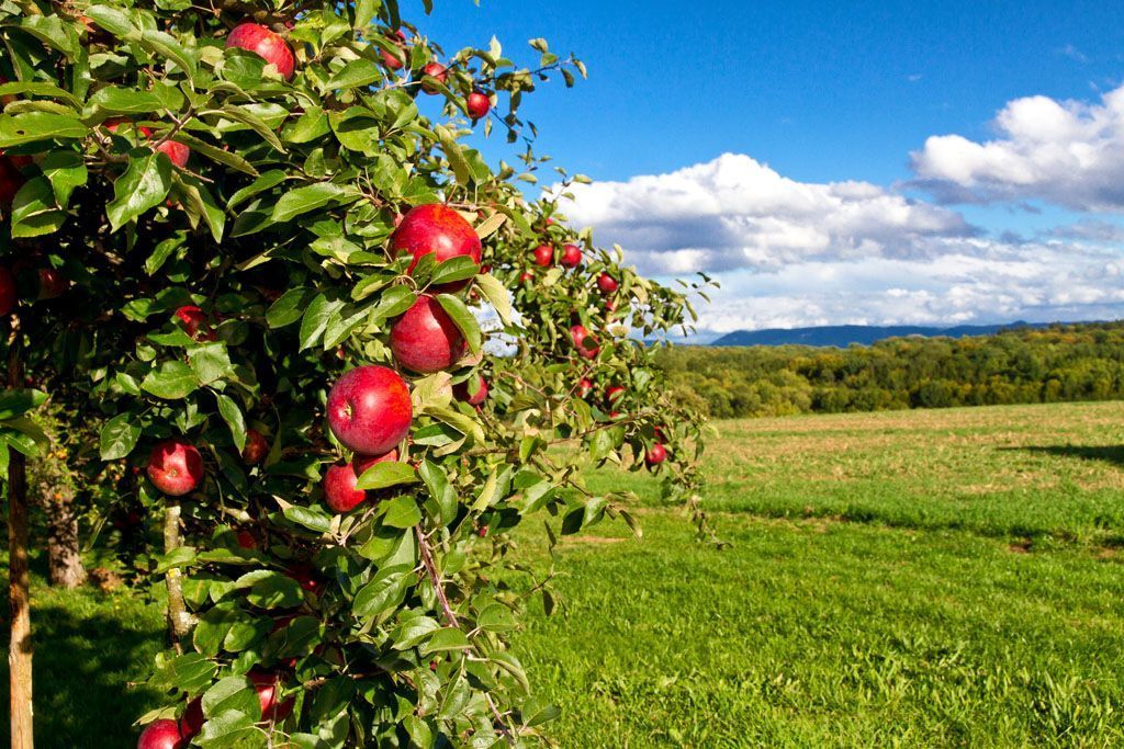 Keller Gartenservice - Erlen