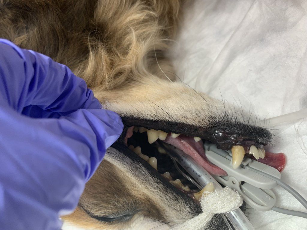 Una persona con guantes morados está examinando los dientes de un perro.