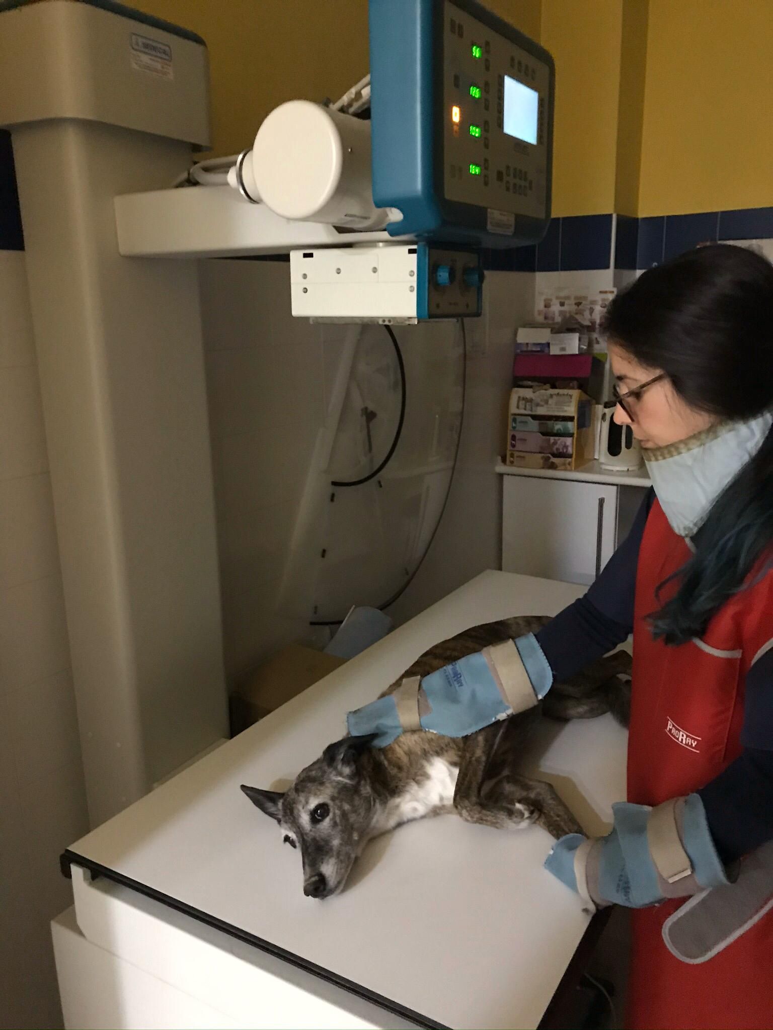 Una mujer está tomando una radiografía de un perro.