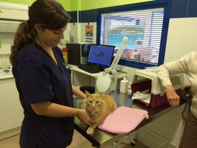 Una veterinaria examina un gato naranja en una mesa.