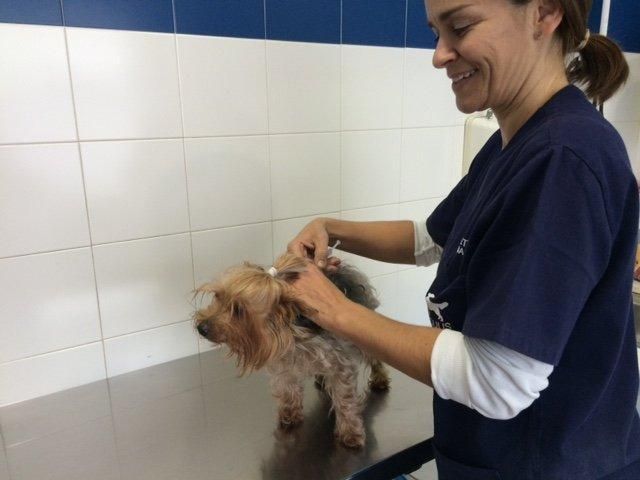 Una mujer con un uniforme azul examina a un perro pequeño.