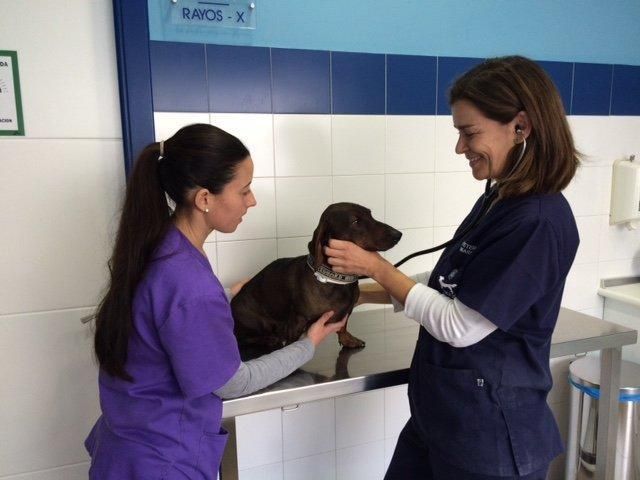 Un perro está siendo examinado por dos veterinarias