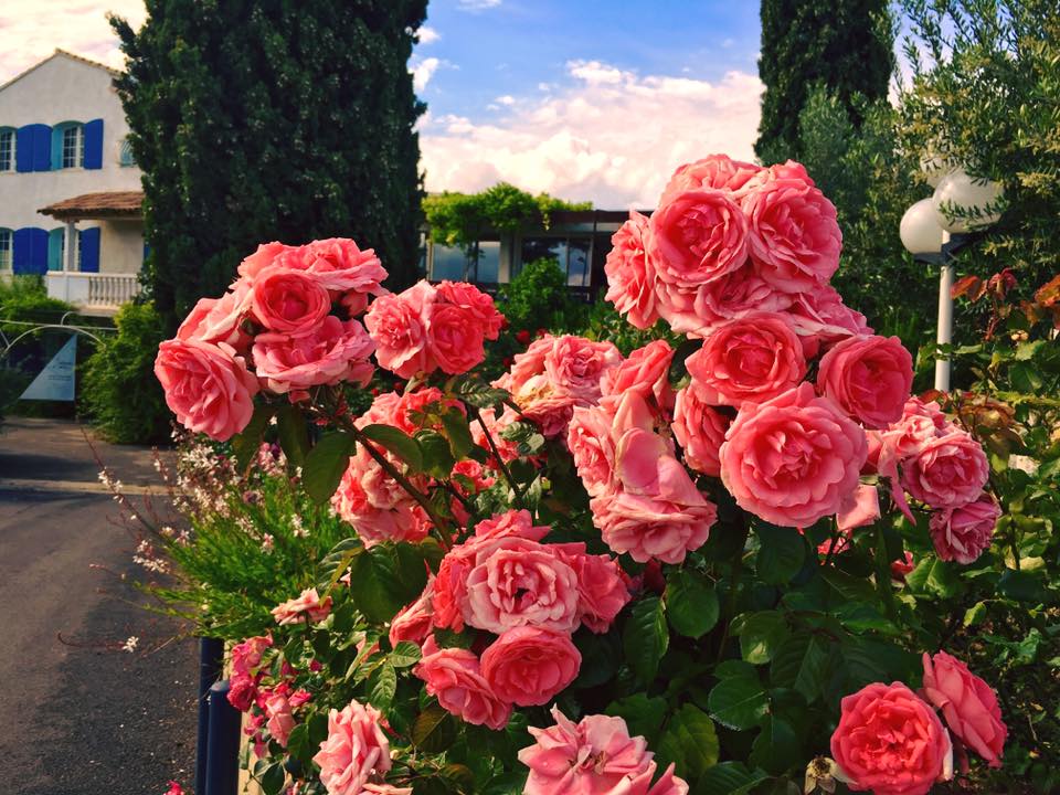 Gros plan sur les roses du jardin du restaurant
