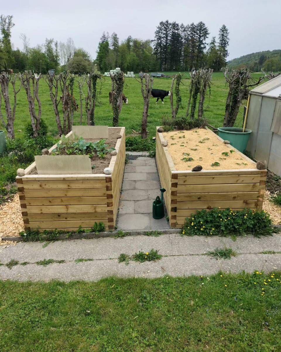 Quelques jardinières en bois dans un jardin avec une vache en arrière-plan. Photo D'équerre et d'aplomb