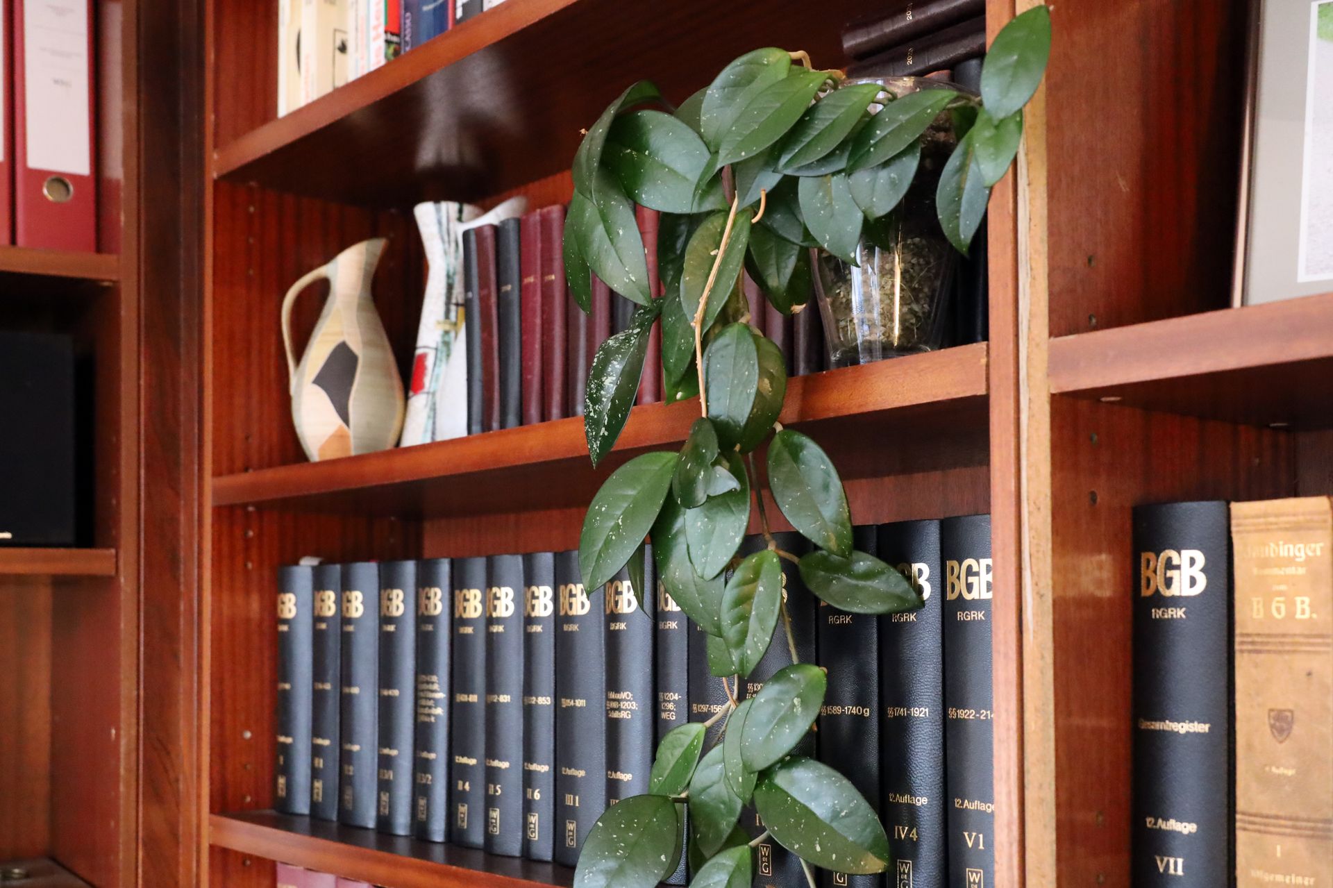 Ein Bücherregal, aus dem eine Pflanze wächst, bei der Kanzlei vom Rechtsanwalt Thomas Matthes 