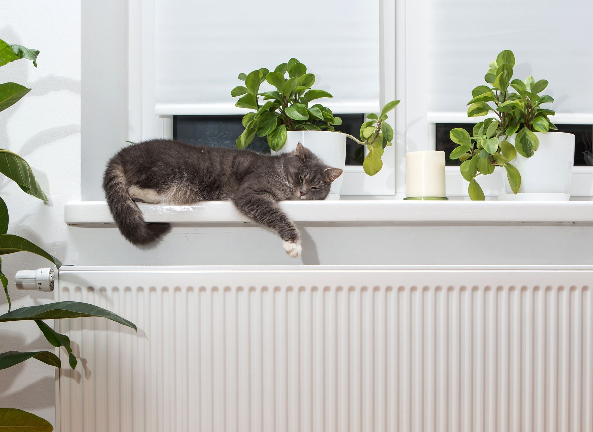 Chat profitant de la douce chaleur d'un radiateur