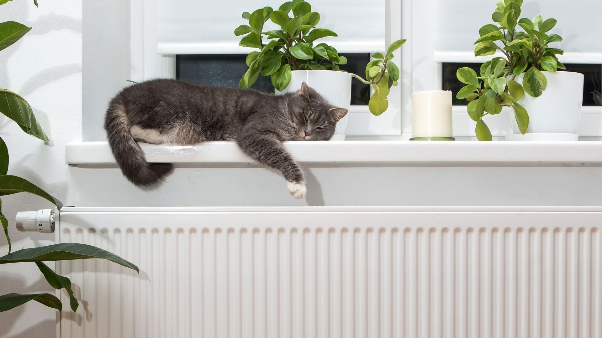 Chat dormant au-dessus d'un radiateur