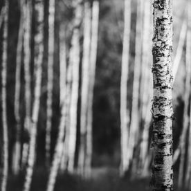 Happytree Baumpflege - Baumpflege