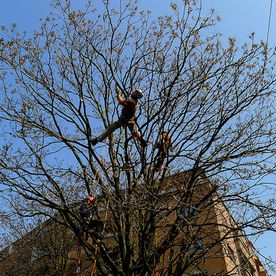 Happytree Baumpflege - Baumarbeiten