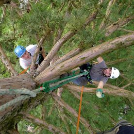 Happytree Baumpflege - Mammutbaum
