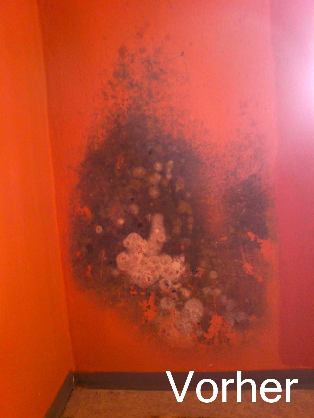 Malermeister Falter Schimmelpilzbeseitigung