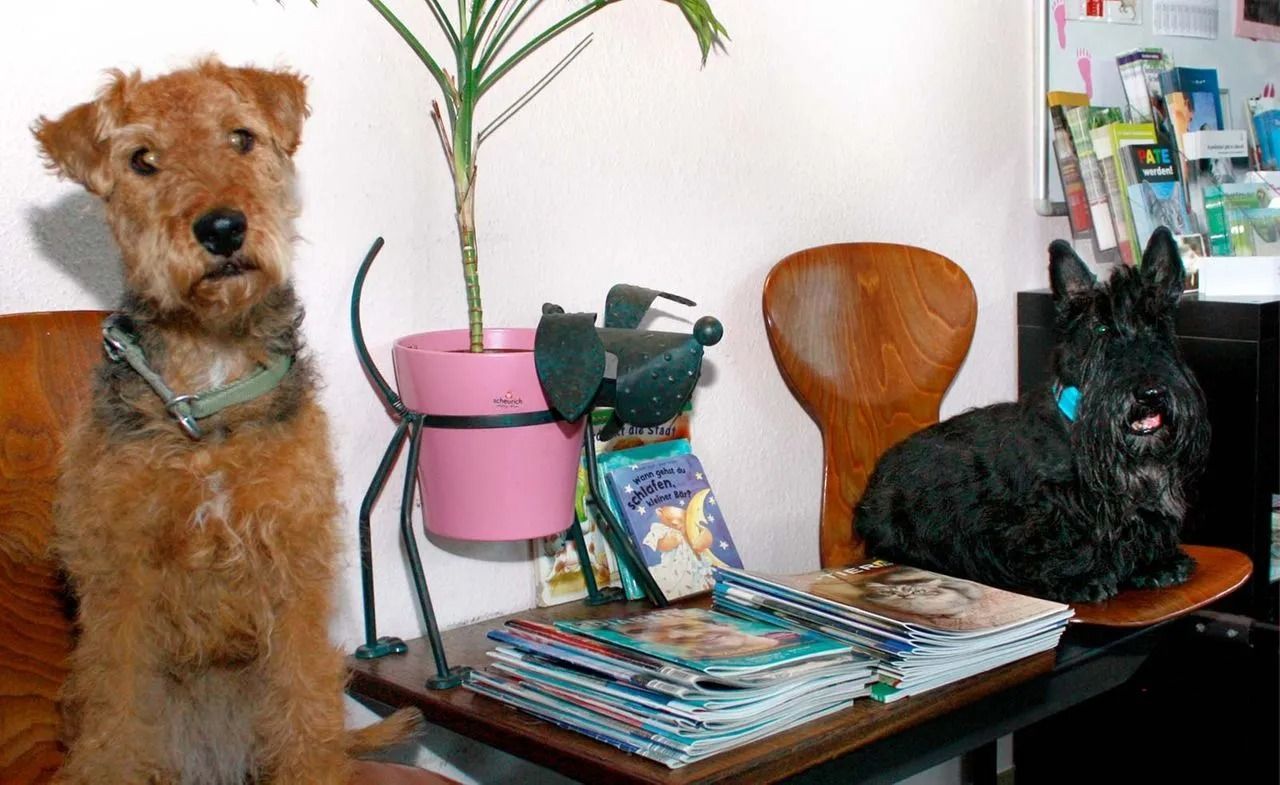 Bild Hunde im Wartezimmer