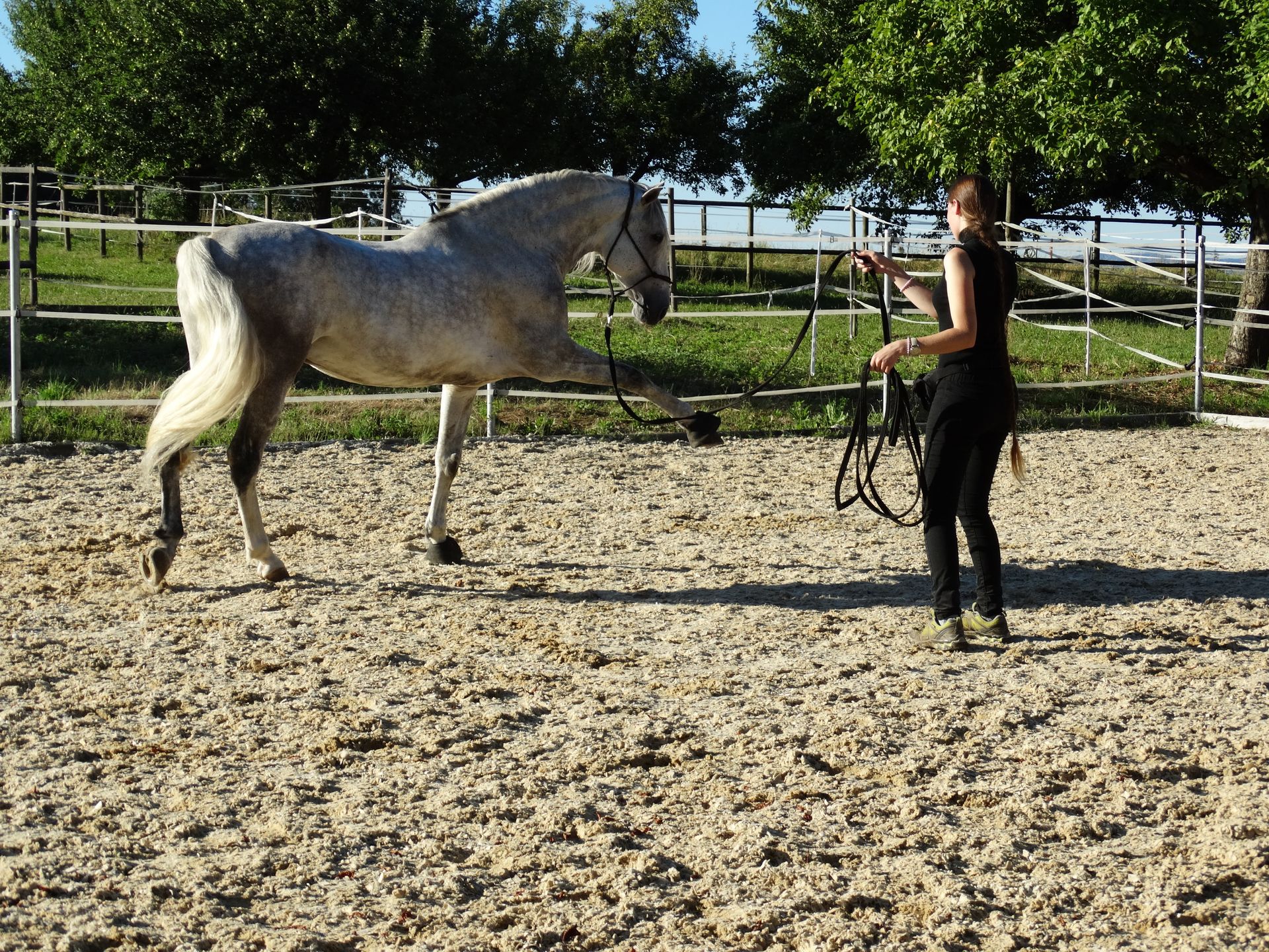 Beritt oder Dressur, dein Spezialist in der Schweiz
