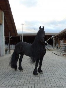 Dressurstall Gracia – Reitunterricht, Pferdetraining & Bodenarbeit. Beritt und Seminare in Basel, Pratteln, Liestal & Rheinfelden.