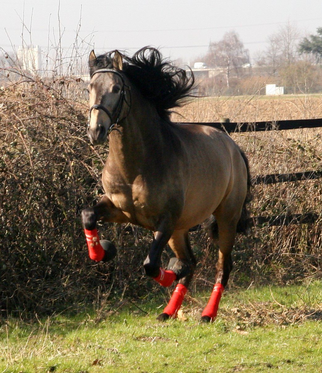Dreusstall Gracia - Beritt - Pferdeausbildung