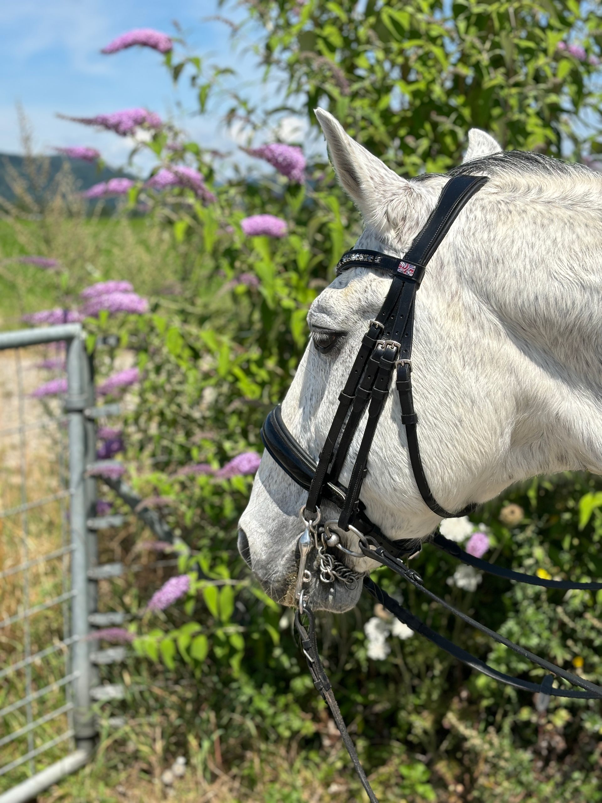 Reitstunden nähe Basel, Dressurstall Gracia Kaiseraugst