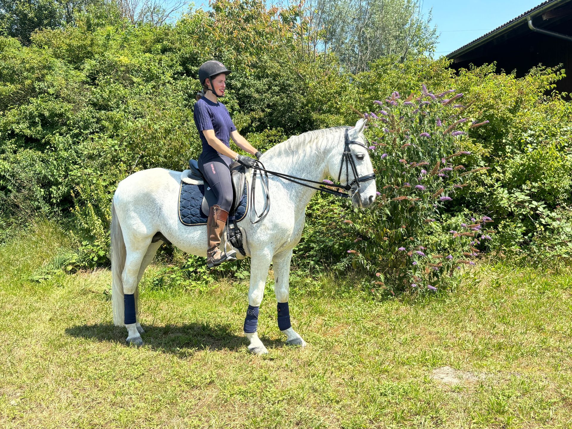 Pferdeausbildung - Dressurstall Gracia - Kaiseraugst, Baselland, Basel Stadt