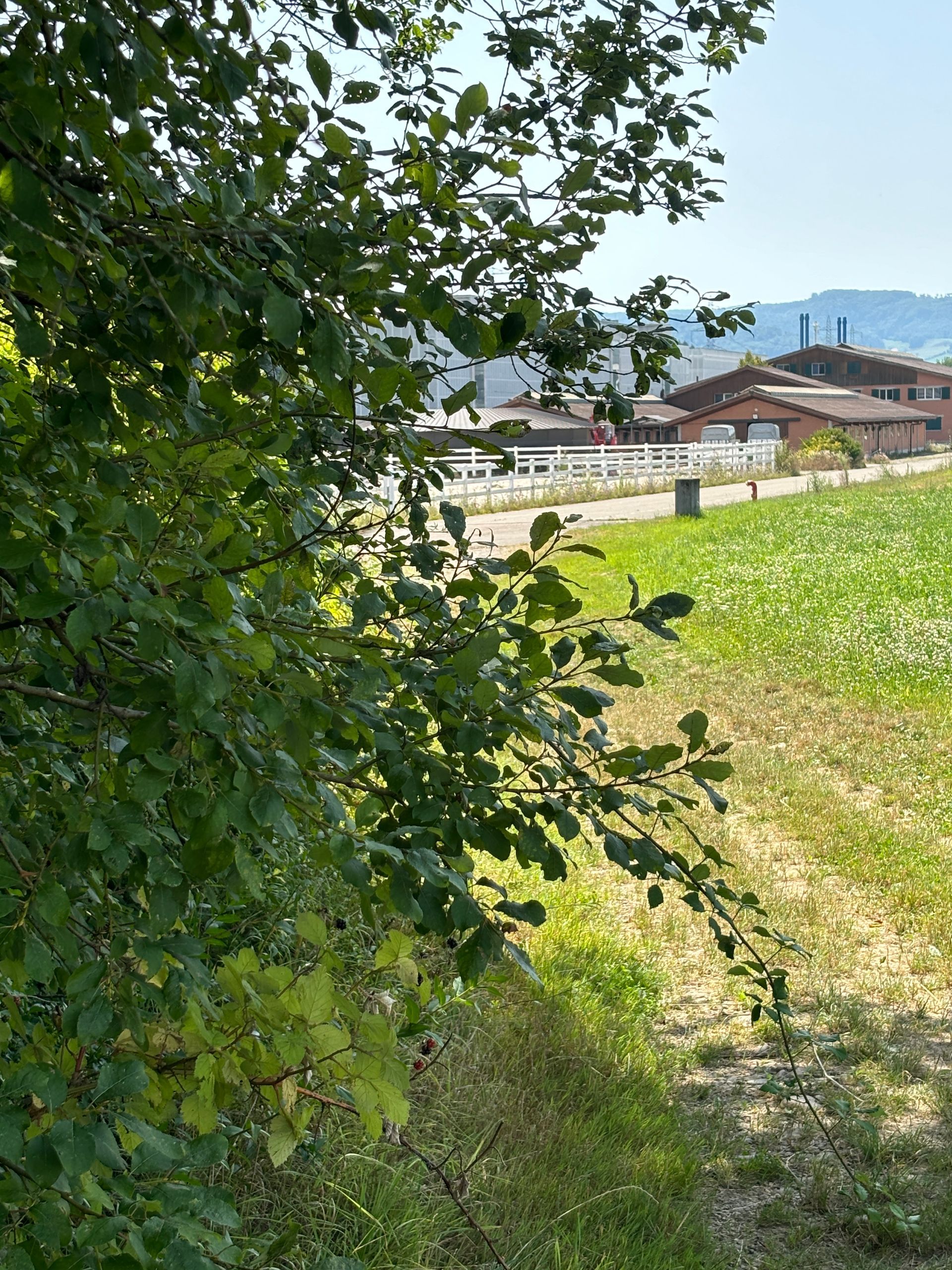 Dressurstall Gracia – Förderung von Pferd & Reiter: Reitstunden, Beritt, Bodenarbeit & Weiterbildung in Basel, Pratteln, Liestal & Rheinfelden.