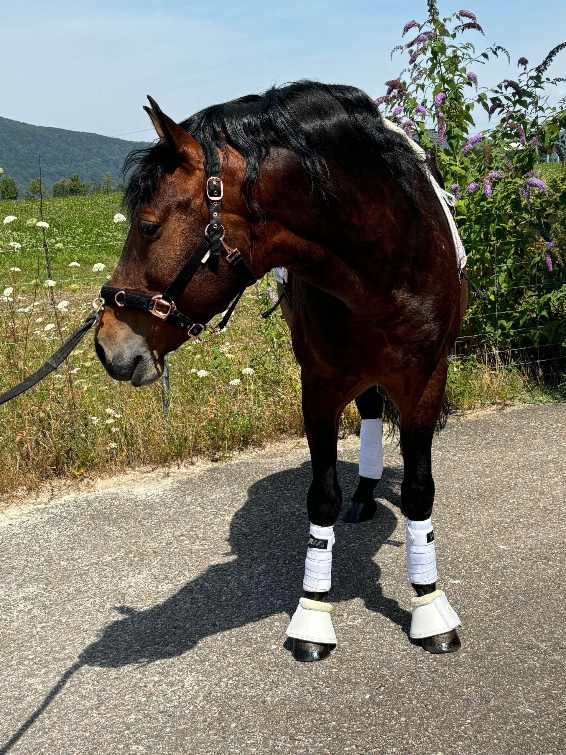 Dressurstall Gracia - Dressurreiten Kaiseraugst, Baselland