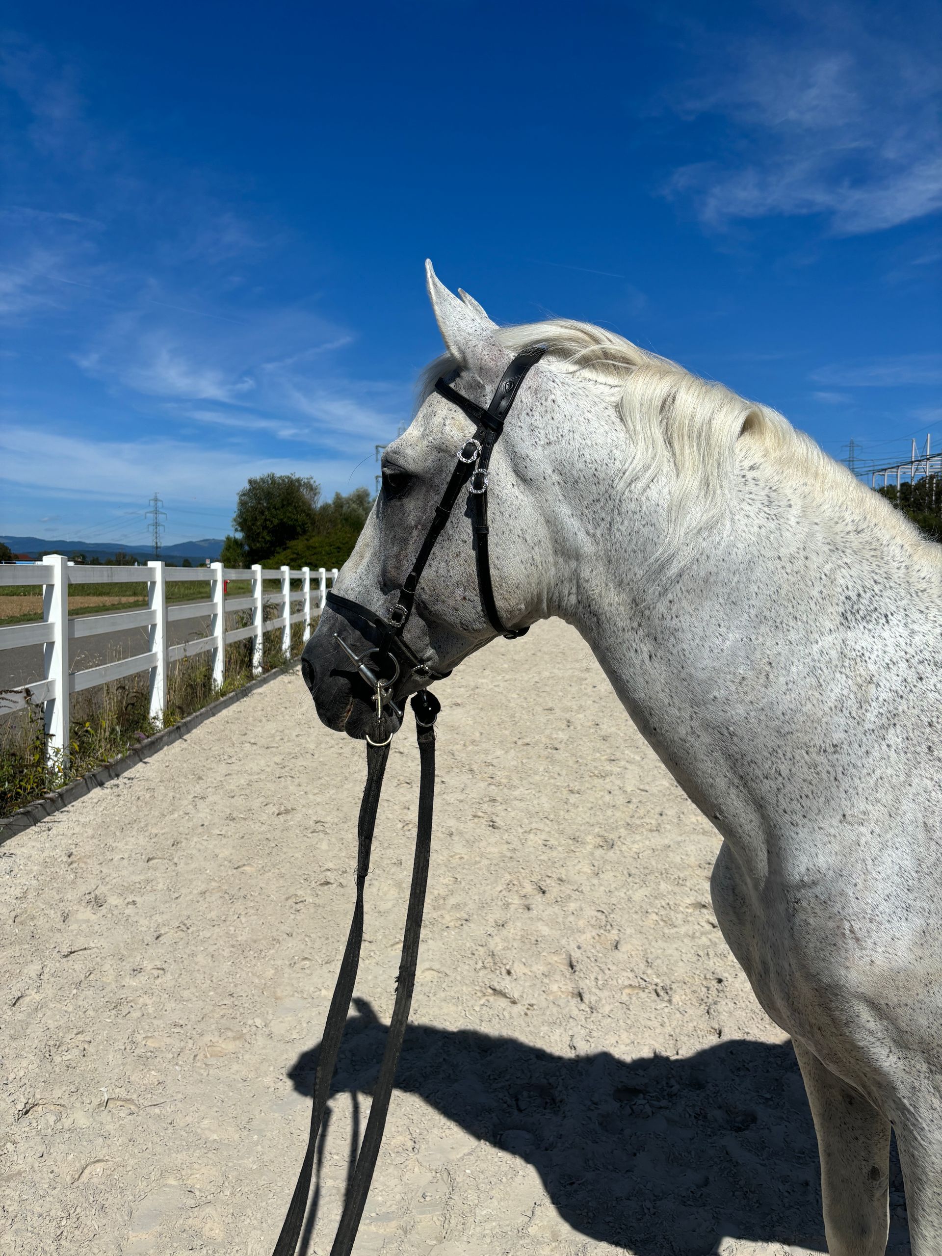 Pferde in Kaiseraugst und Aargau