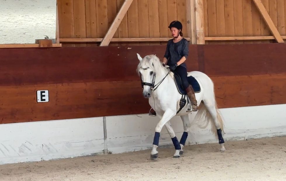 Reitunterricht & Pferdetraining beim Dressurstall Gracia. Spezialisiert auf Beritt, Bodenarbeit & Seminare in der Region Basel, Pratteln, Liestal & Rheinfelden.