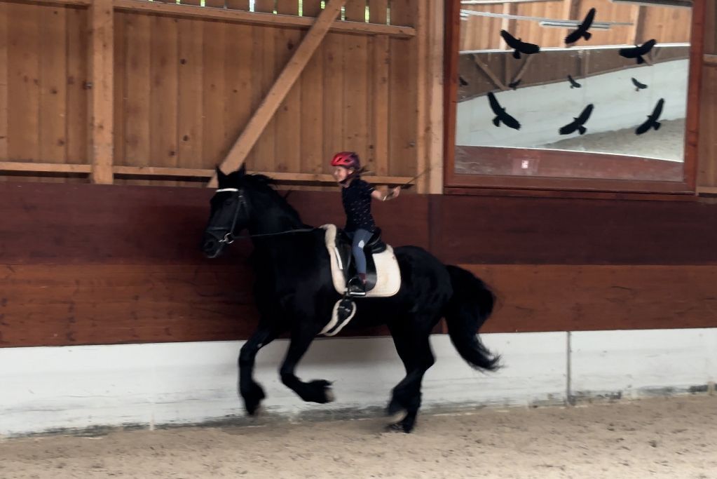 Dressurstall Gracia - Reiten | Reitstunden