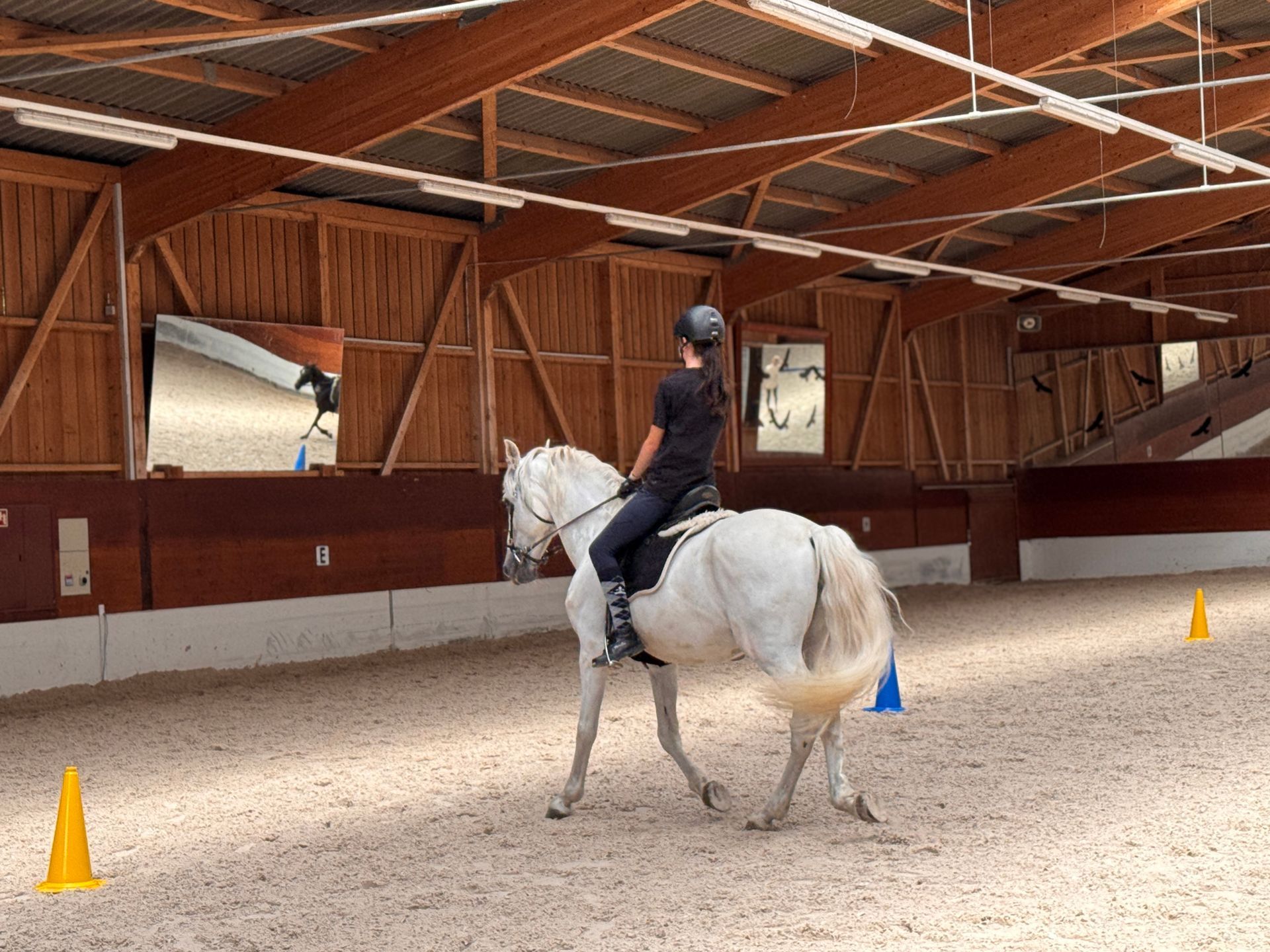 Reitstunden in Kaiseraugst, Aargau. Dressur in deiner Nähe, Rheinfelden