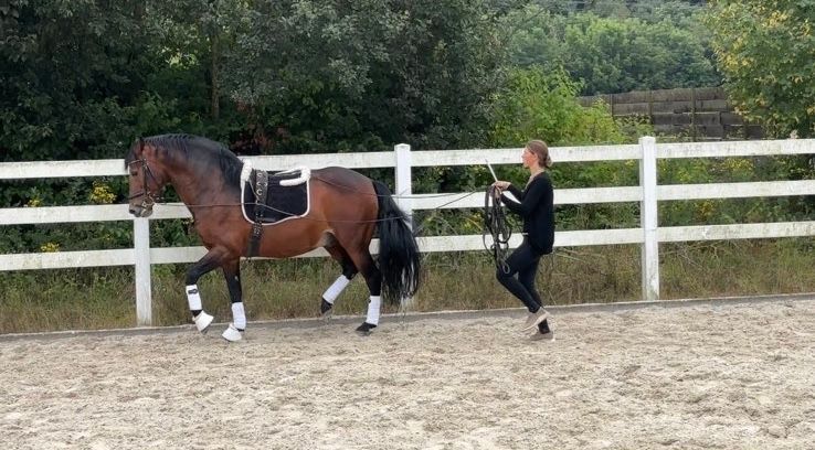 Professionelle Reitausbildung & Pferdetraining beim Dressurstall Gracia. Beritt, Bodenarbeit & Seminare in der Region Basel & Aargau.