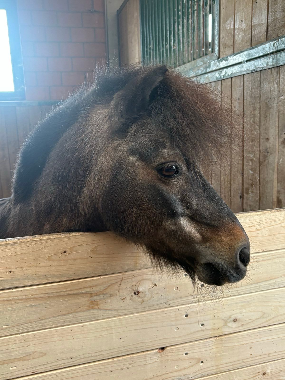 Dressurstall Gracia, unser Pony | Kaiseraugst