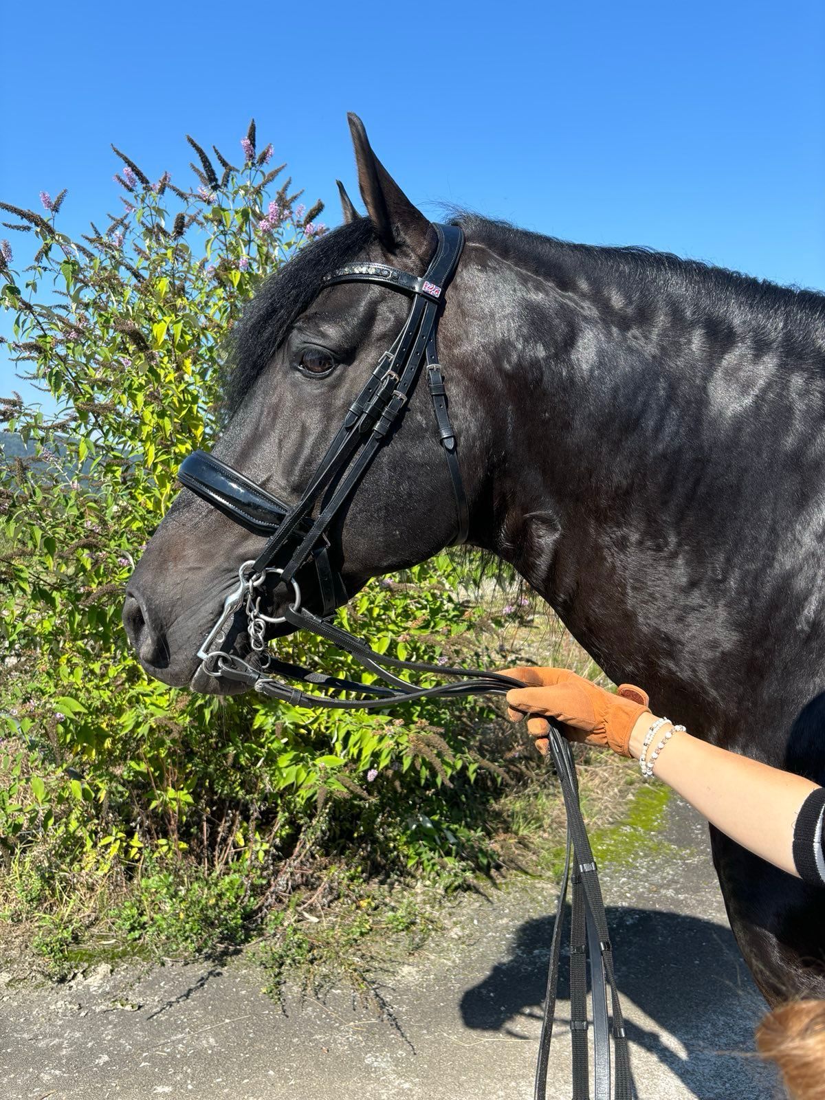 „Dressurstall Gracia – Individuelle Reitstunden, Bodenarbeit & Beritt. Seminare für Reiter in Basel, Pratteln, Liestal & Rheinfelden.