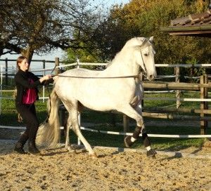 Dressurstall Gracia – Experten für Reitunterricht & Beritt. Bodenarbeit & Seminare in Baselland & Aargau (Basel, Pratteln, Liestal, Rheinfelden)