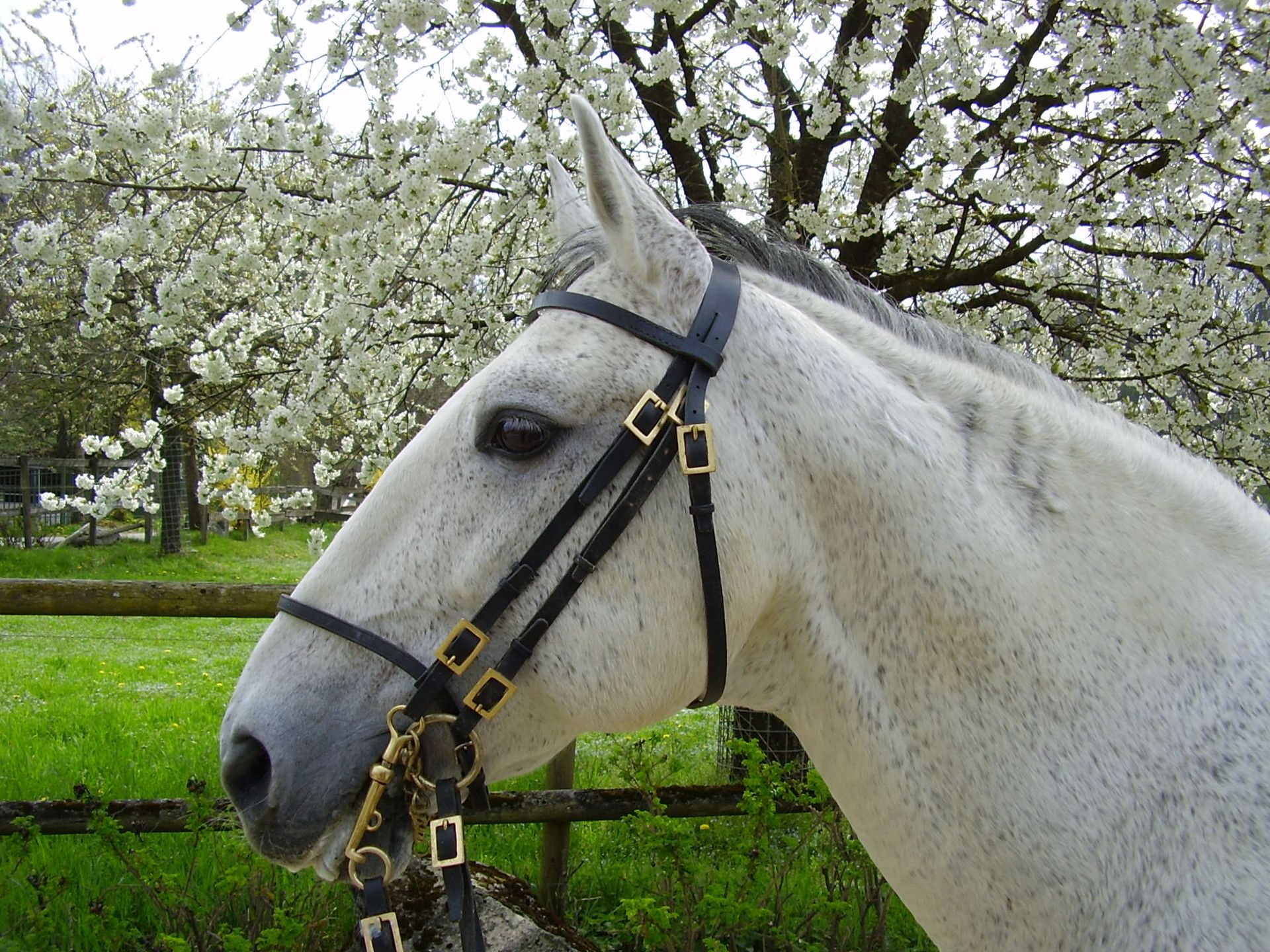 Dressurstall Gracia - Reitstunden Basel, Baselland, Aargau
