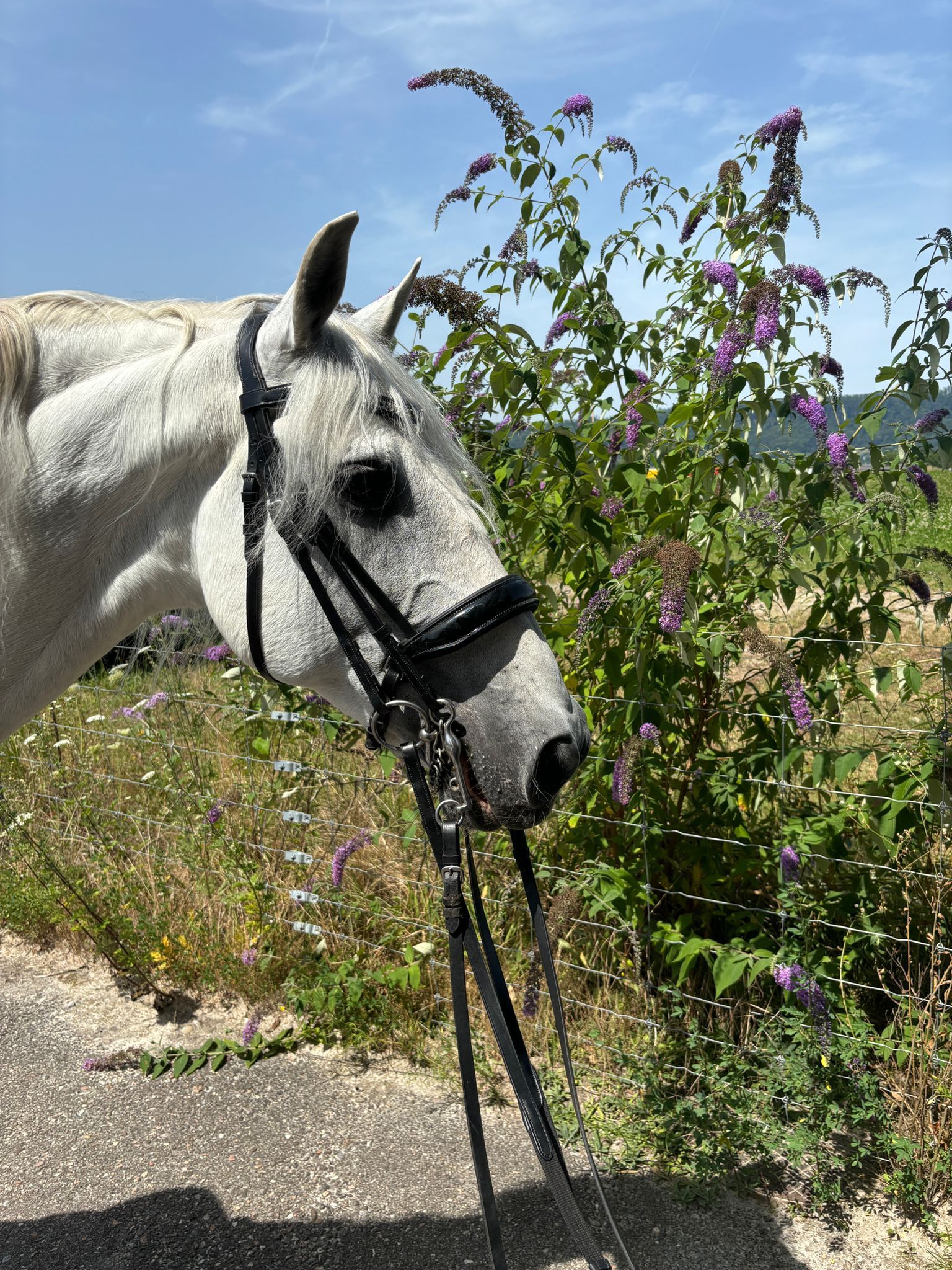 Beritt, Dressurreiten - Dressurstall Gracia