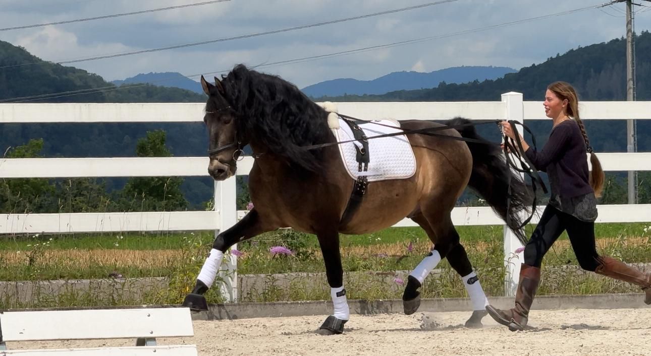 Dressurstall Gracia – Reitunterricht, Beritt & Bodenarbeit. Seminare in Baselland & Aargau: Basel, Pratteln, Liestal & Rheinfelden.